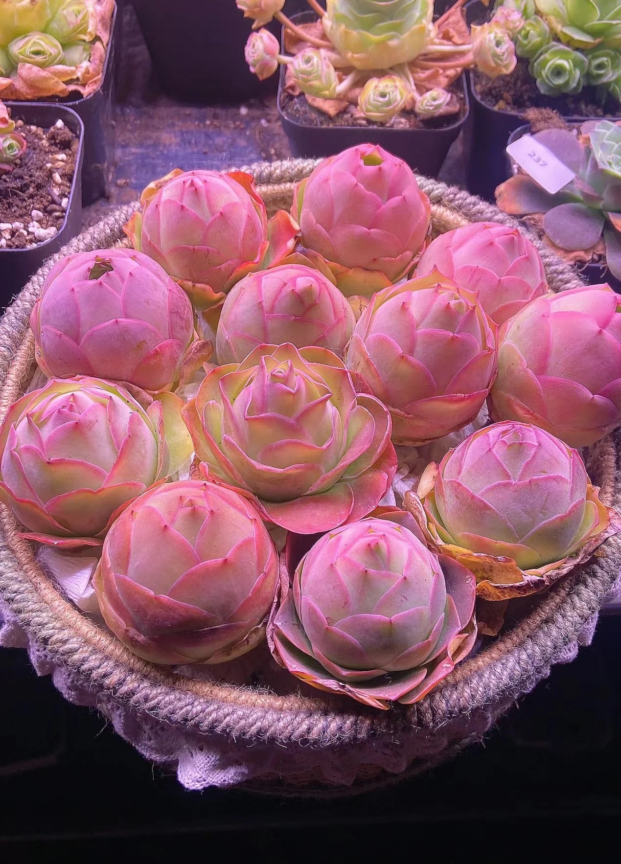 Greenovia La Palma Seeds: Rare Pink Mountain Rose Succulent [10 seeds]