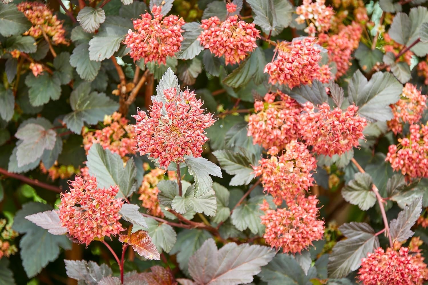 50 Pacific NINEBARK Physocarpus Capitatus Western Ninebark Native White Pink Red Flower Shrub Seeds