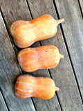 Honey Nut Squash Seeds - 25/50/100 Seed Counts(25 Seeds)
