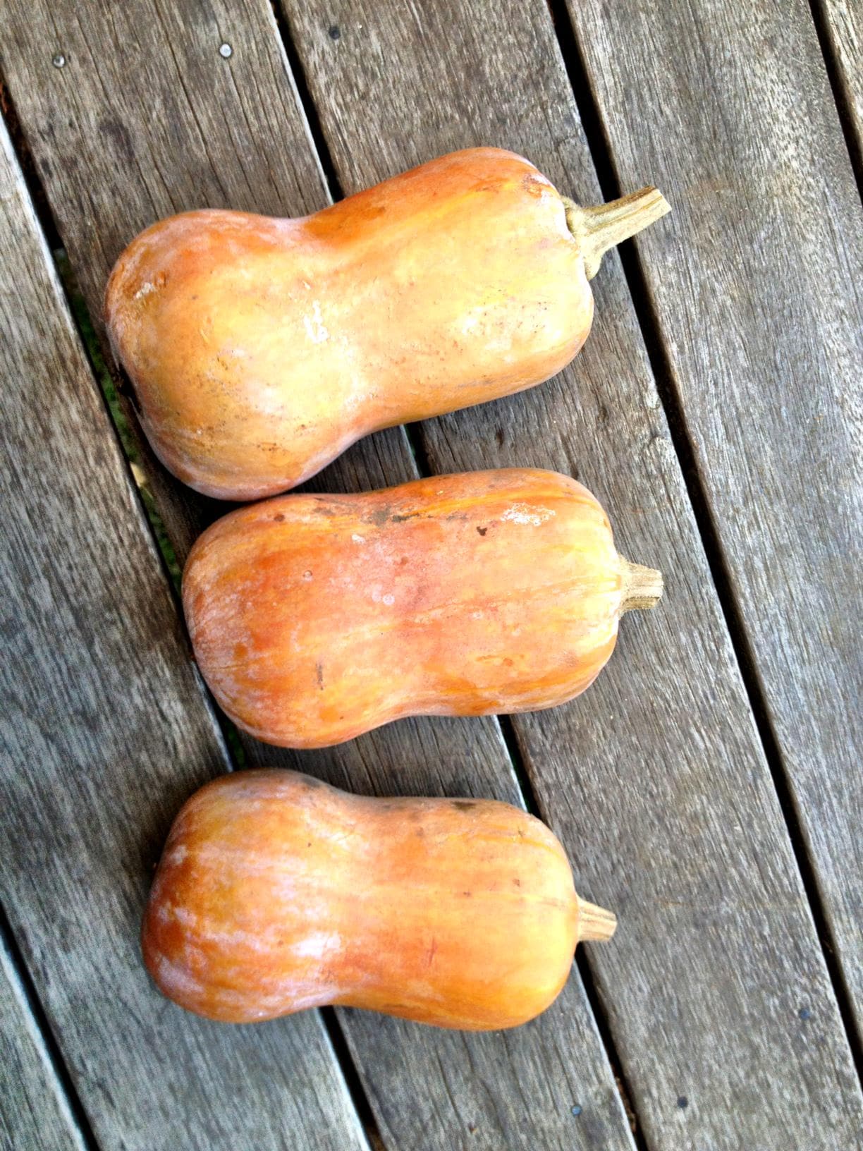Honey Nut Squash Seeds - 25/50/100 Seed Counts(25 Seeds)