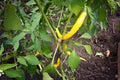 Yellow Cayenne pepper seeds