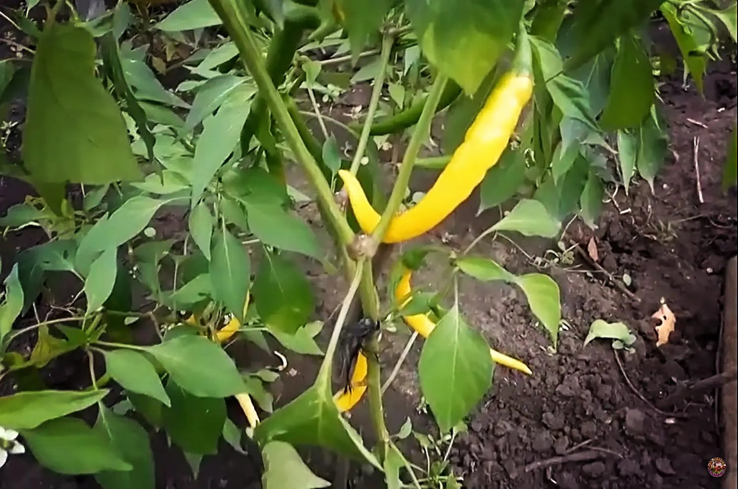 Yellow Cayenne pepper seeds