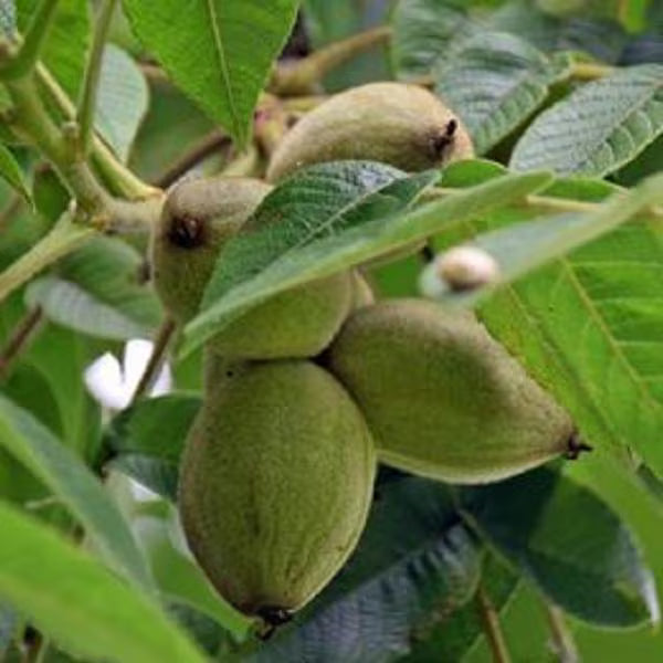 paper shell Pecan Trees this item is a large size stem and stock up to 4 ft tall