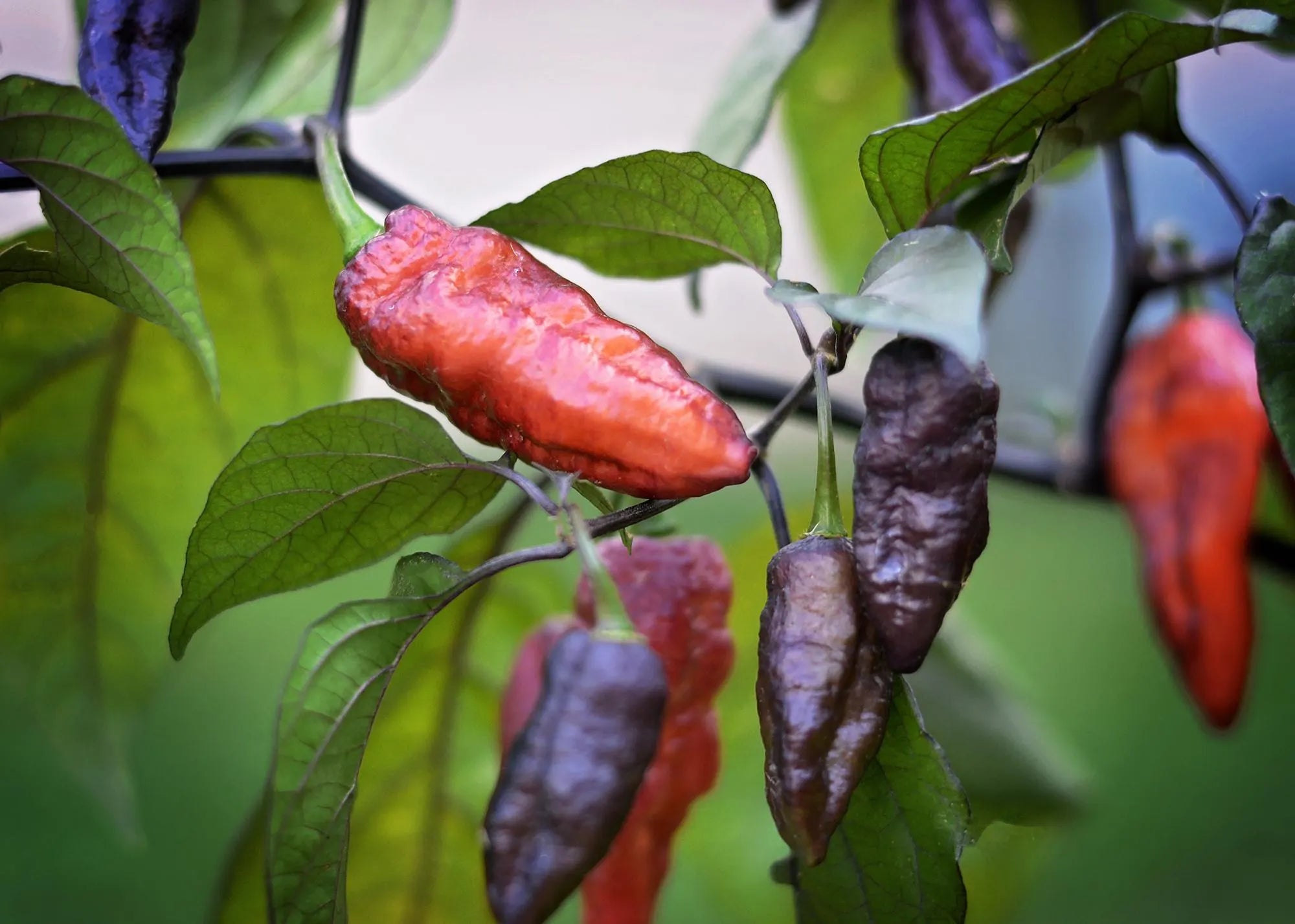 Perp Karen Peach pepper seeds