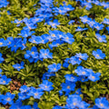 Blue Thyme Creeper NON GMO Ground Cover 20/100/200 Seeds(20 Seeds)
