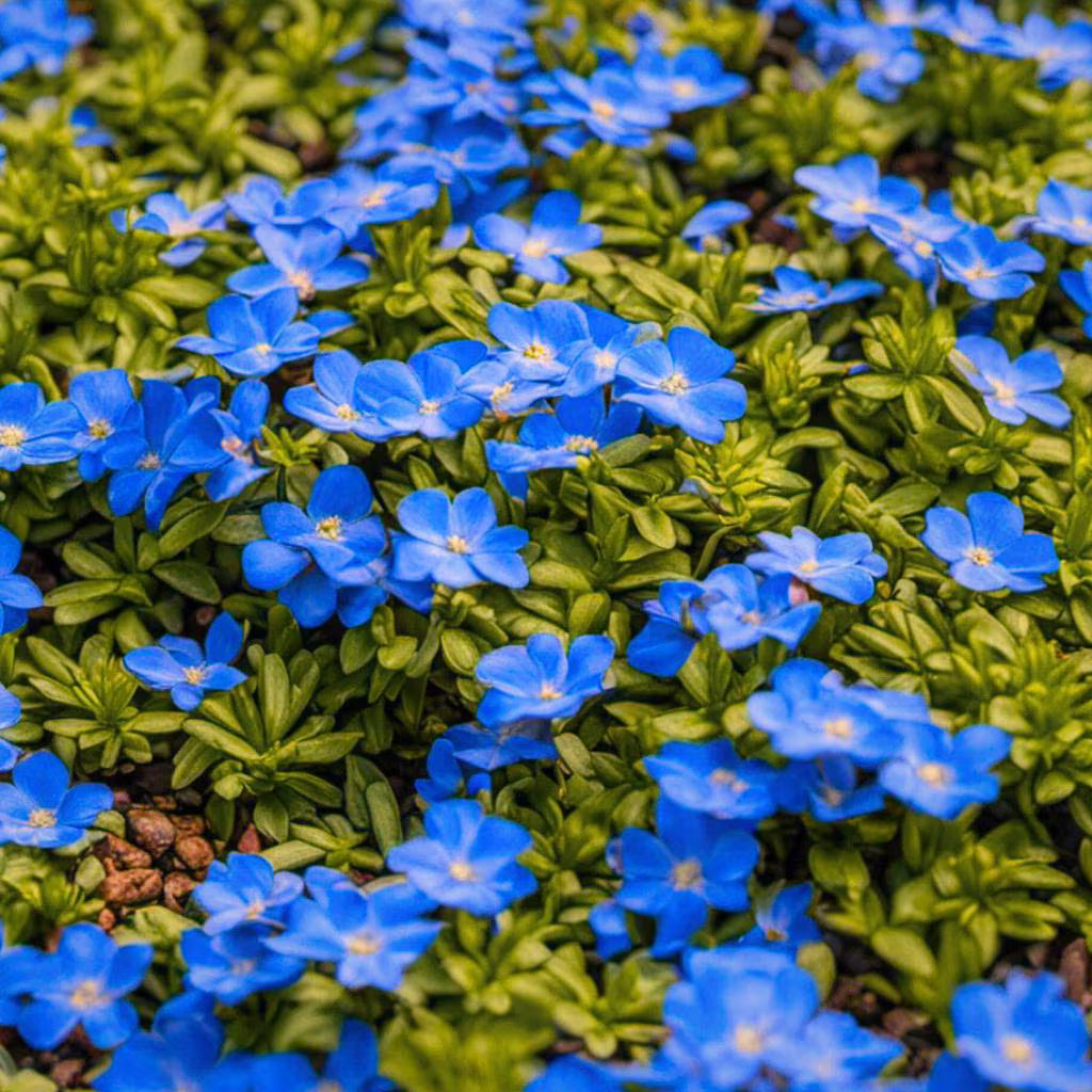 Blue Thyme Creeper NON GMO Ground Cover 20/100/200 Seeds(20 Seeds)