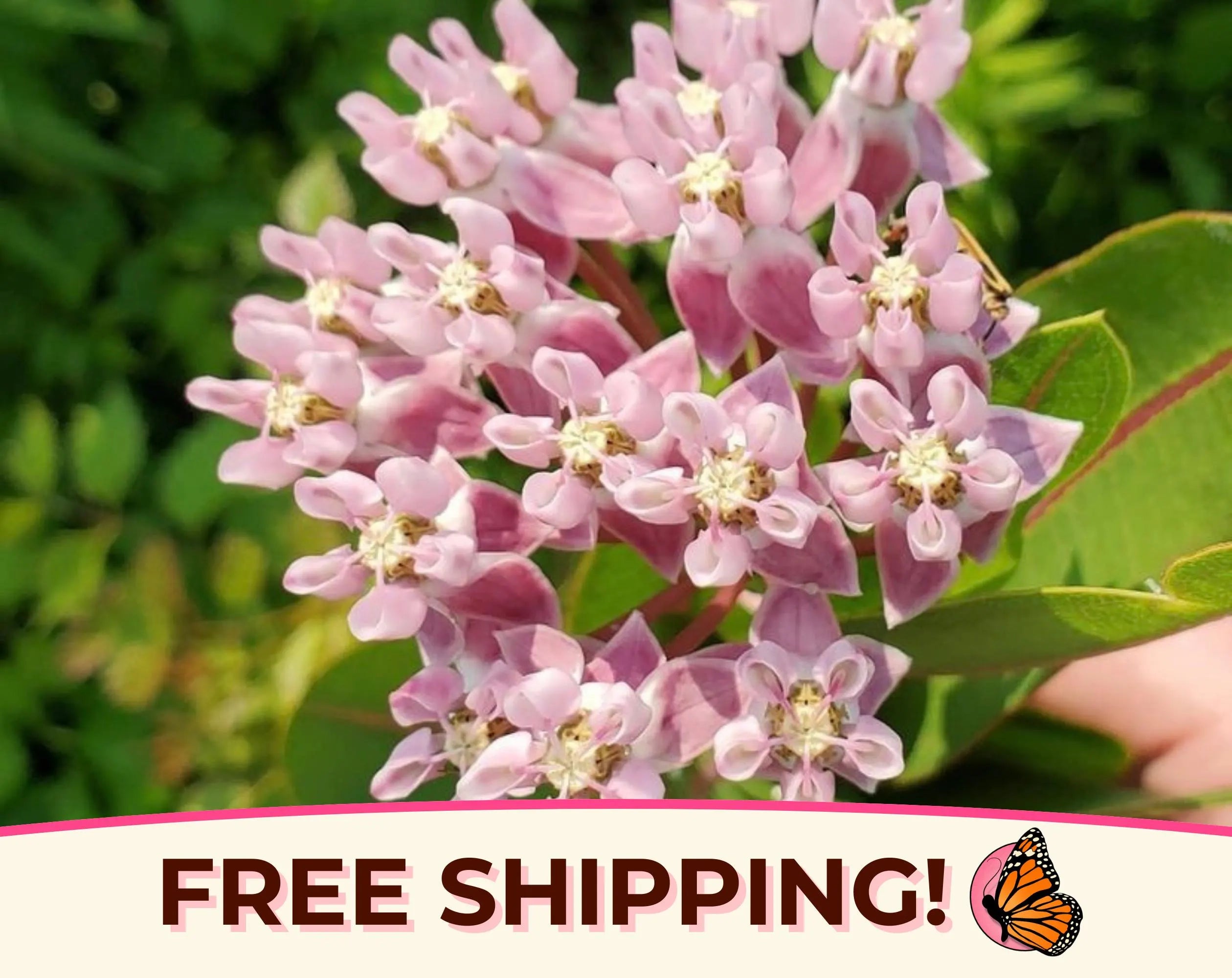 40+ Prairie Milkweed Seeds | Native Perennial Wildflower Gardening, Flower Plant Seed for Monarch Butterfly, Asclepias sulivantii(40 Seeds)