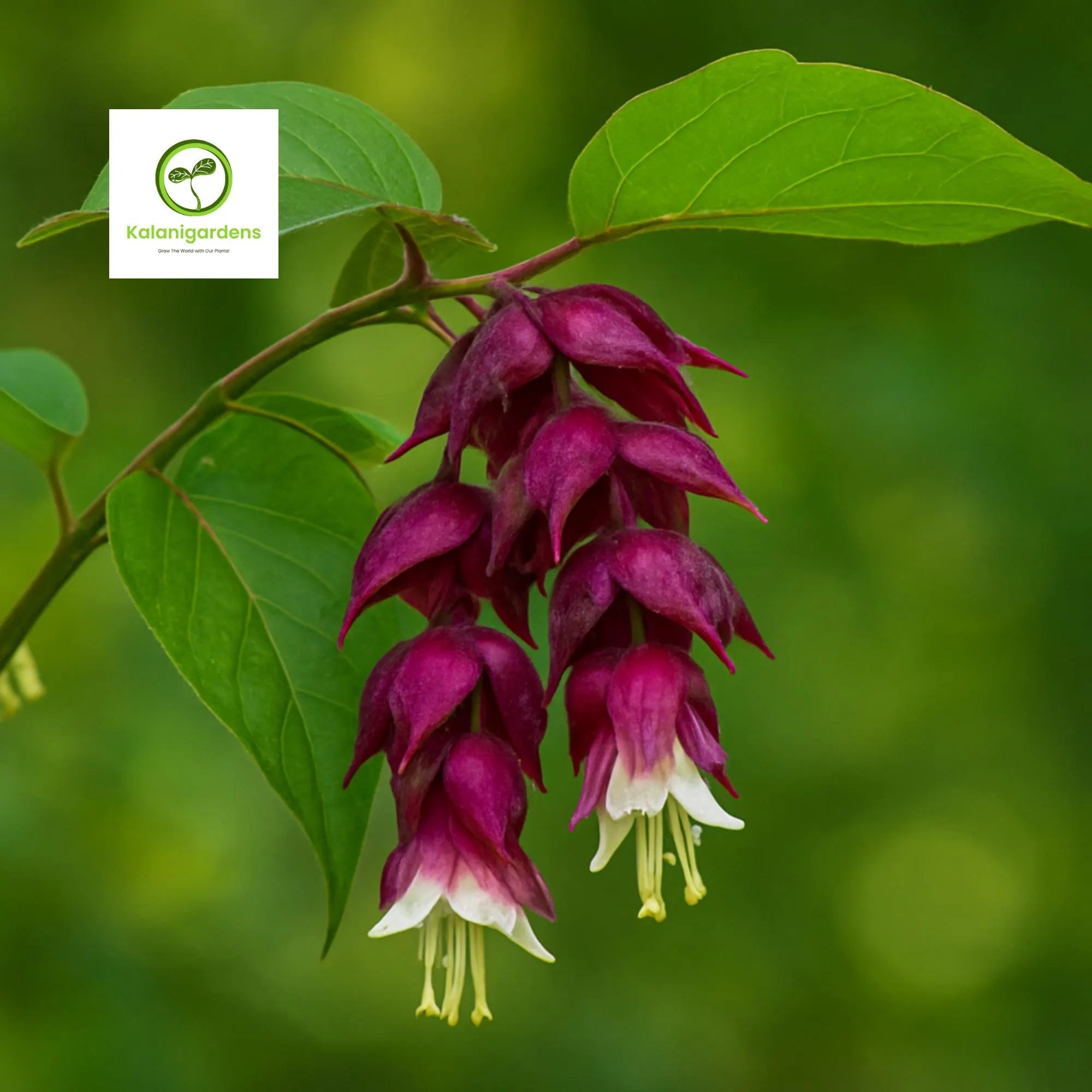 Himalayan Honeysuckle Seeds: Rare Perennial Flowering Bush