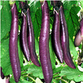 Fengyuan Purple Eggplants Seeds(10 Seeds)