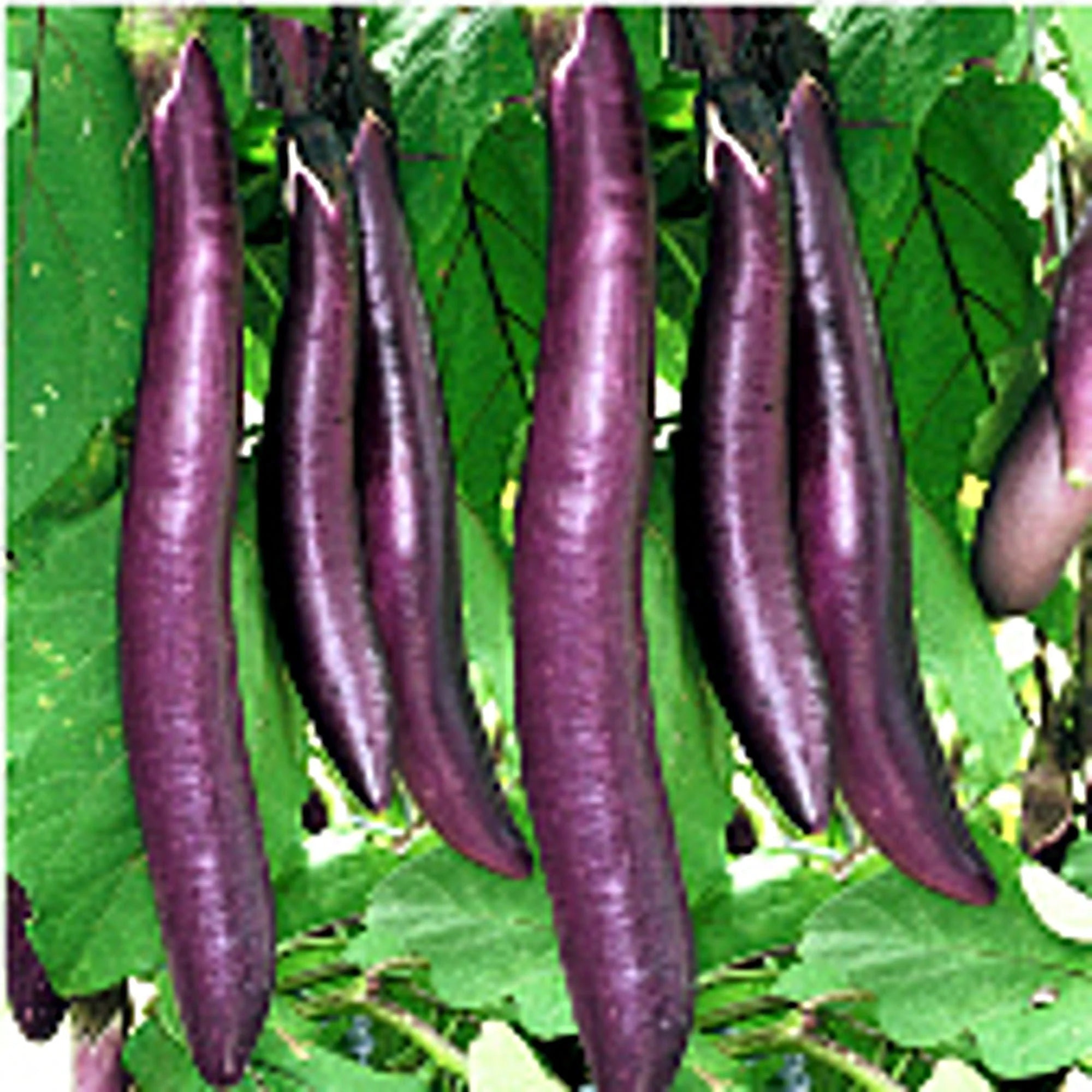 Fengyuan Purple Eggplants Seeds(10 Seeds)