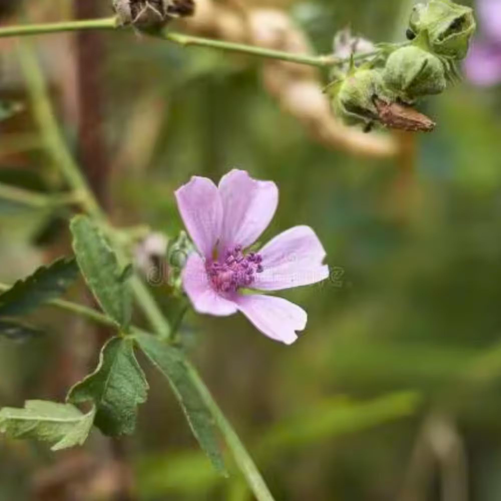 Marshmallow Seed Plant Herb Seeds - Althaea officinalis Non GMO Perennial Herb(30 Seeds)