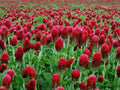 CRIMSON CLOVER Seeds *Free Shipping!* Fresh  Organic Trifolium incarnatum Seeds | Red Outdoor Flower Seeds for Planting | Italian Clover(200 Seeds)