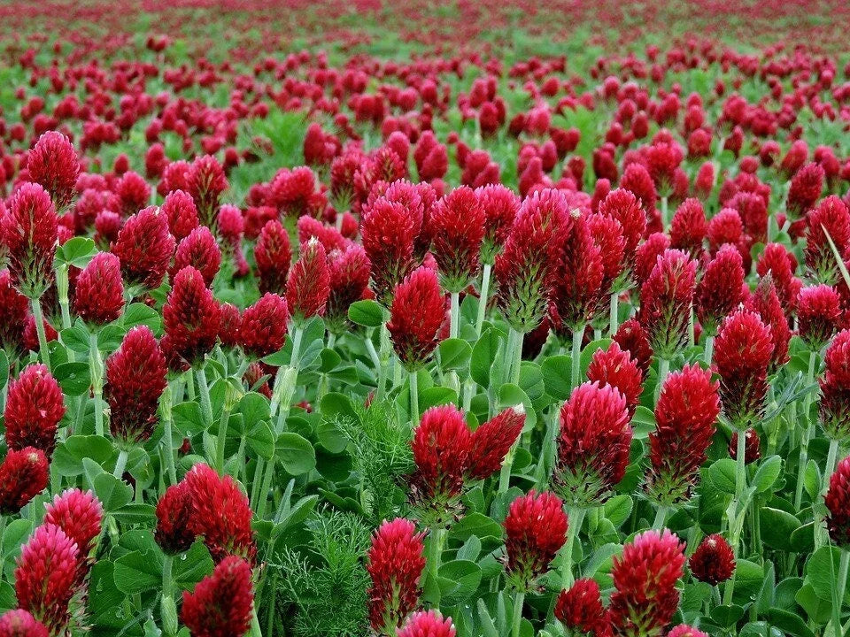 CRIMSON CLOVER Seeds *Free Shipping!* Fresh  Organic Trifolium incarnatum Seeds | Red Outdoor Flower Seeds for Planting | Italian Clover(200 Seeds)