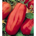 San Marzano Tomato Seeds(10 Seeds)