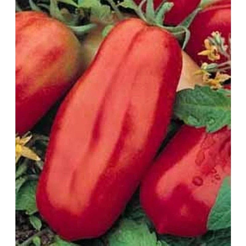 San Marzano Tomato Seeds(10 Seeds)