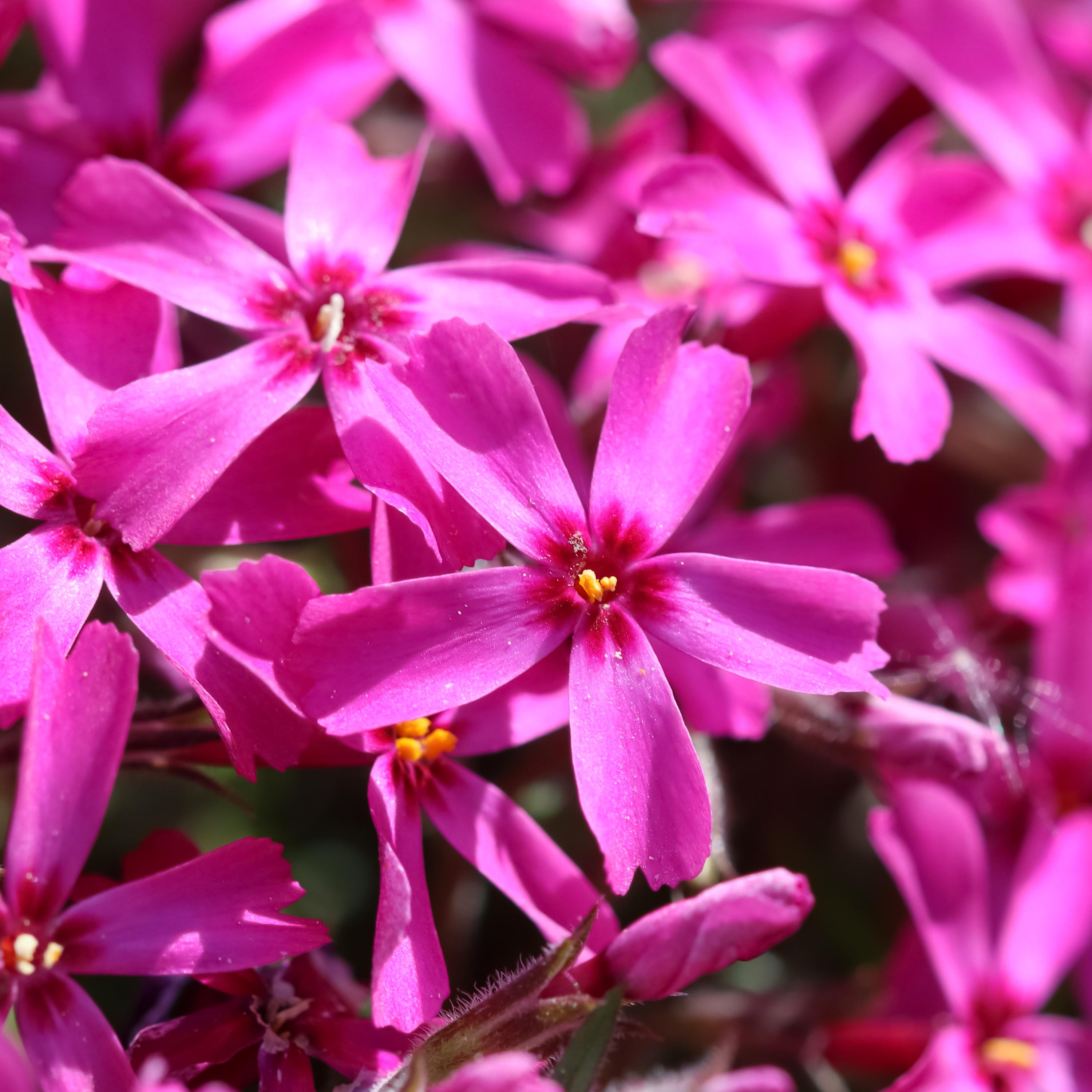 Scarlet Flame Creeping Phlox Seeds-Cold Resistant -Drought Resistant-Evergreen-Fast Growing-Potted-Plant in early Spring/Fall(20 Seeds)