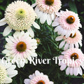 50 Milkshake Coneflower Seeds Echinacea Perennial Bloom Flower Seed Garden Landscape Butterfly Hummingbird Bees Flowers US SELLER