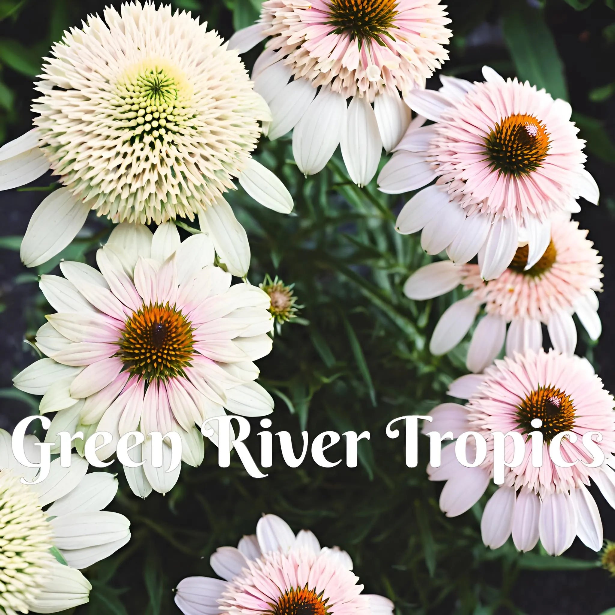 50 Milkshake Coneflower Seeds Echinacea Perennial Bloom Flower Seed Garden Landscape Butterfly Hummingbird Bees Flowers US SELLER