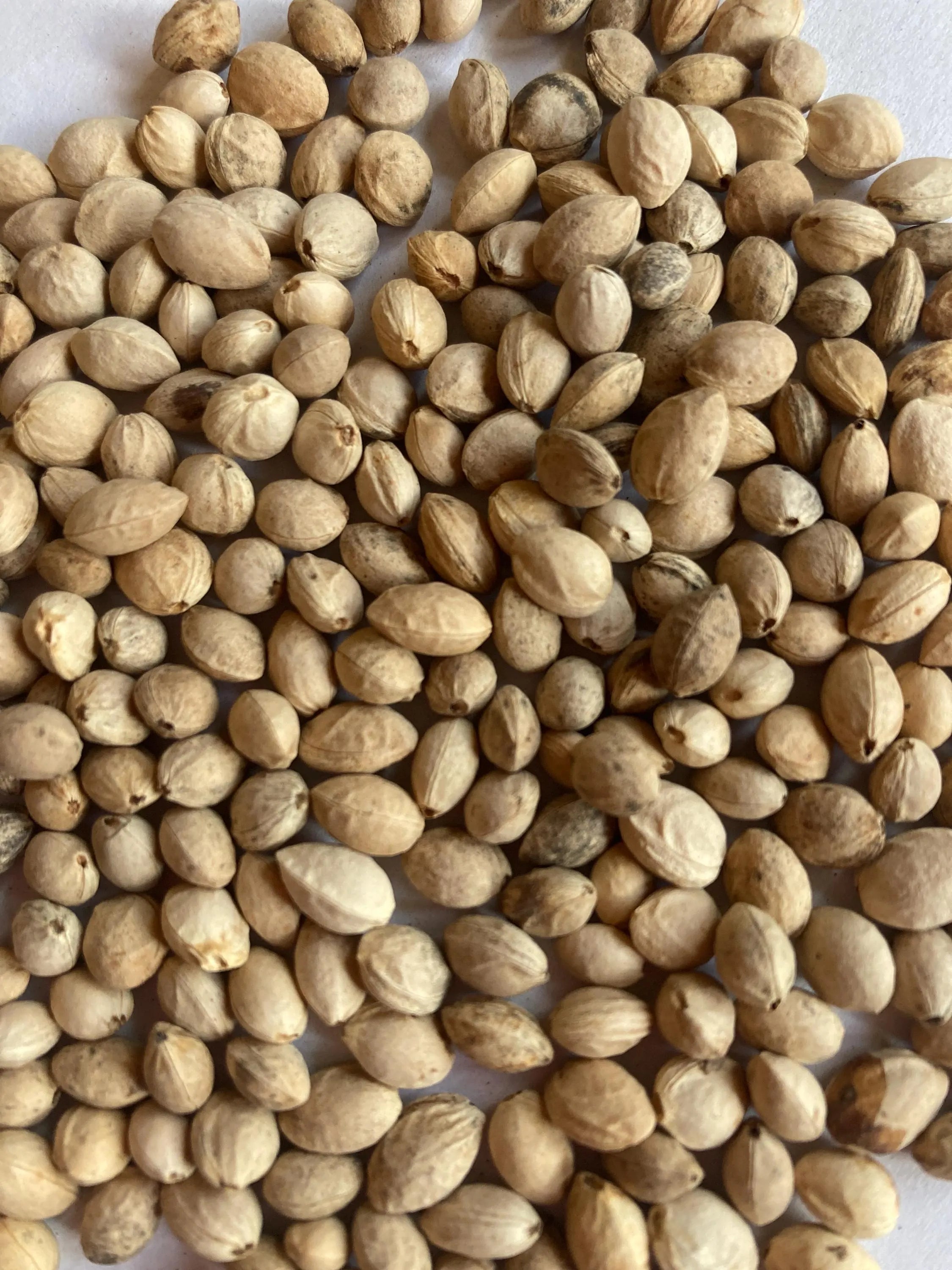 Tibetan Cherry Tree Seeds (PRUNUS SERRULA)(5 seeds)