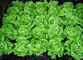 NEW! Tom Thumb Dwarf Lettuce Seeds, Lactuca Sativa(40 Seeds)