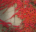 Virginia Creeper Seeds | 5 Perennial Vine Seeds | Red Wall Ivy | Ground Cover Plant | Hardy Climbing Wall Cover | Fast Growing