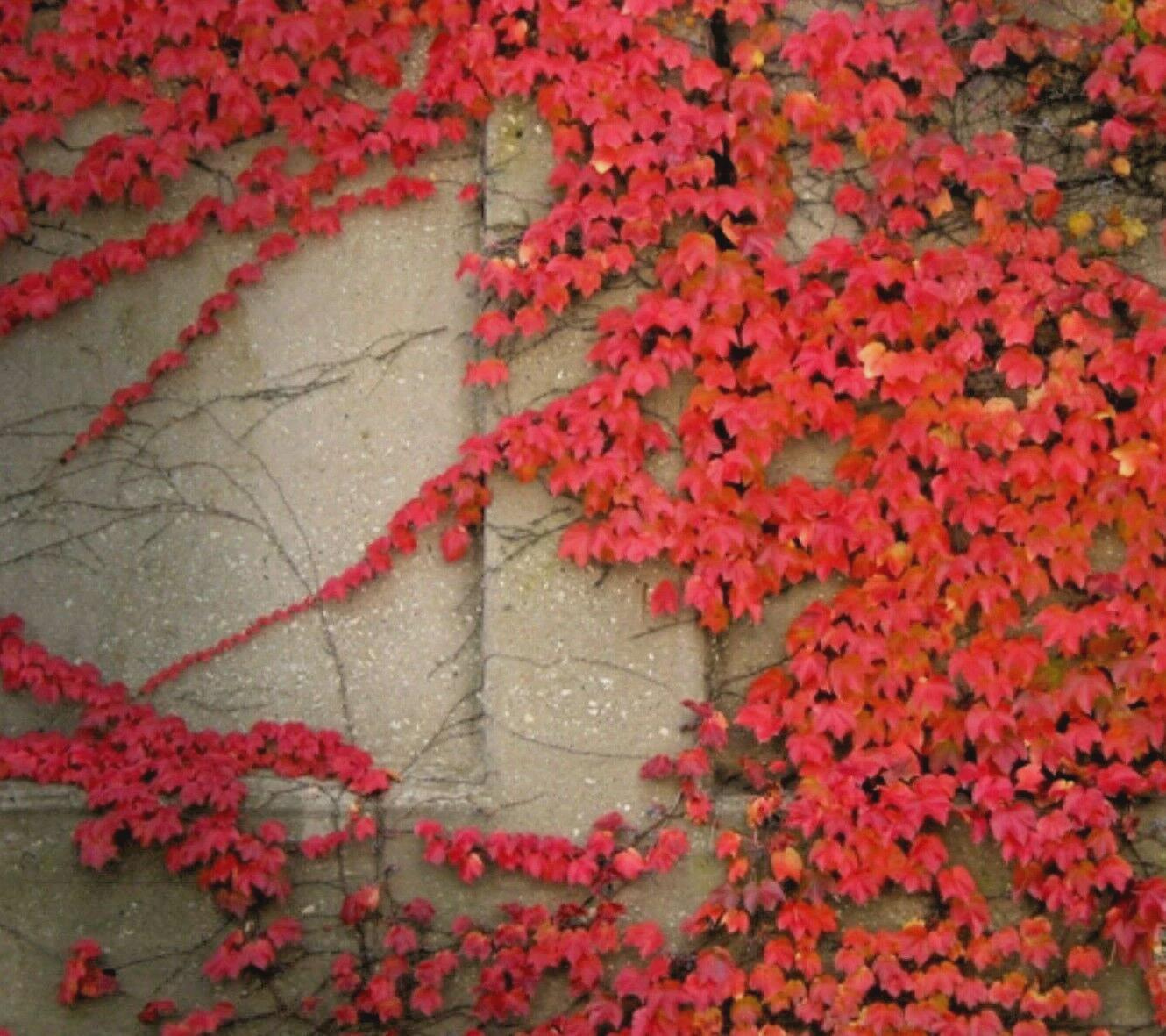 Virginia Creeper Seeds | 5 Perennial Vine Seeds | Red Wall Ivy | Ground Cover Plant | Hardy Climbing Wall Cover | Fast Growing