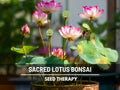 Sacred Lotus Bonsai Seeds – Heirloom, Pink  White Flowers, Perfect for Bonsai, Ponds, Medicinal Herbal Tea, Edible, Non-GMO | 5 Seeds
