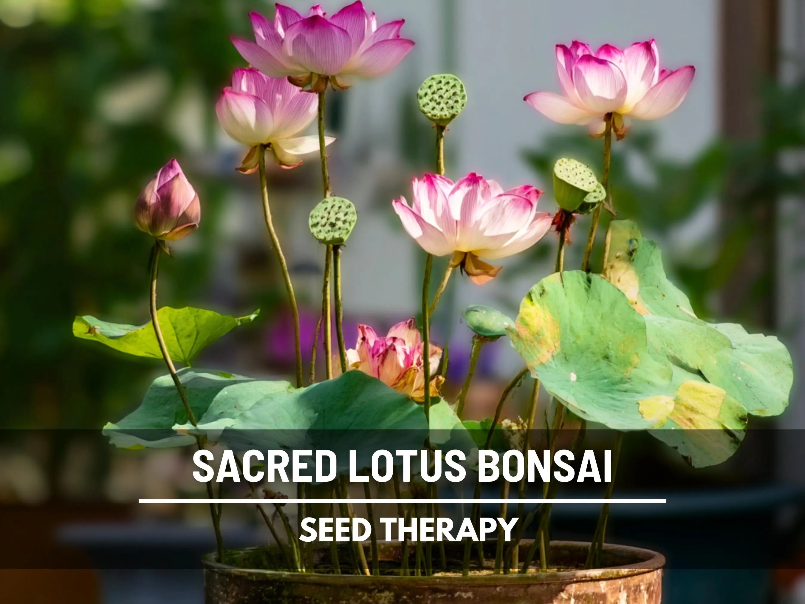 Sacred Lotus Bonsai Seeds – Heirloom, Pink  White Flowers, Perfect for Bonsai, Ponds, Medicinal Herbal Tea, Edible, Non-GMO | 5 Seeds
