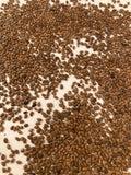 Kiwi Seeds (ACTINIDIA CHINENSIS) (Chinese Gooseberry, Kiwi Fruit)(5 Seeds)