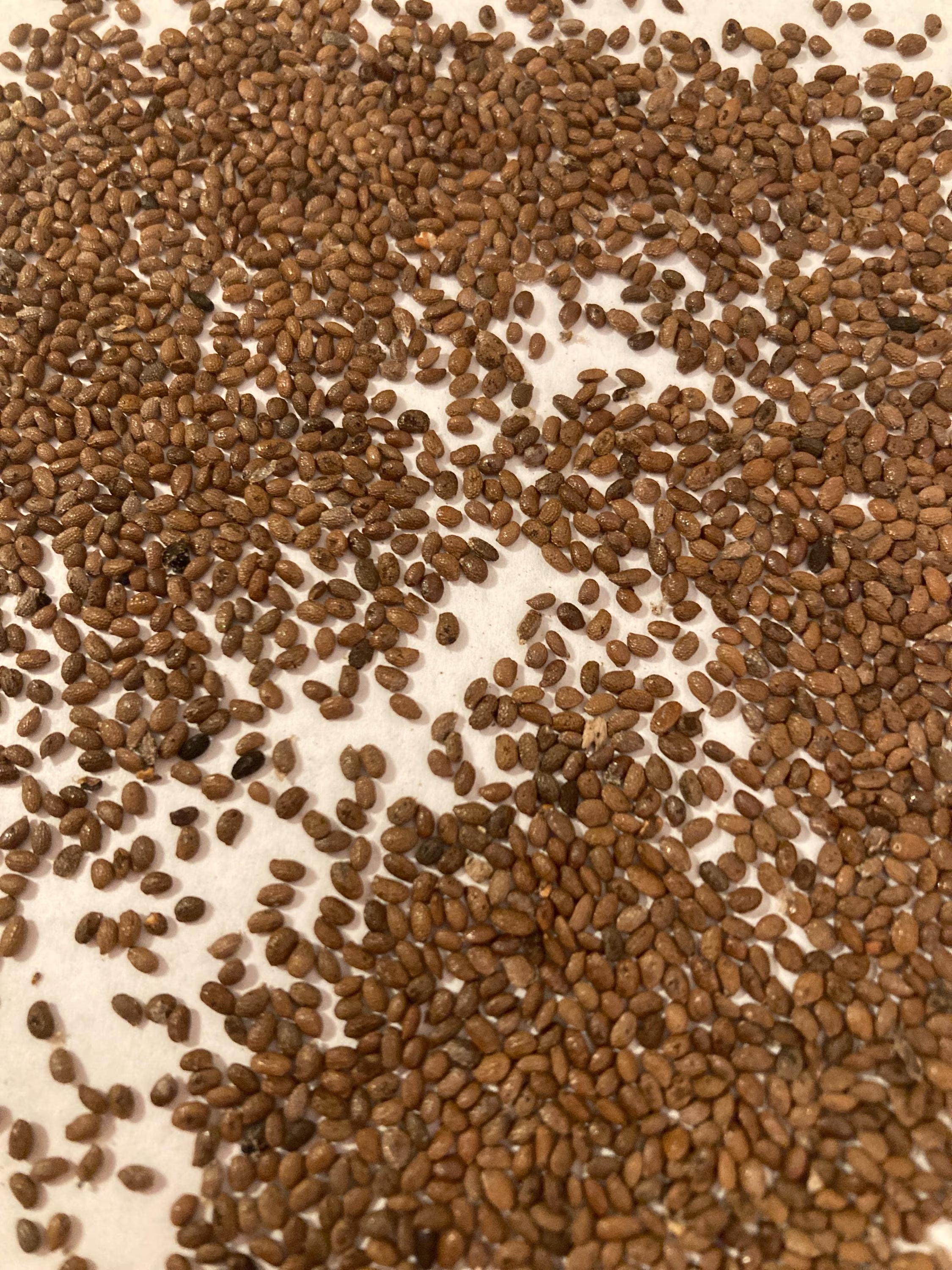 Kiwi Seeds (ACTINIDIA CHINENSIS) (Chinese Gooseberry, Kiwi Fruit)(5 Seeds)