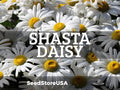 Shasta Daisy Seeds | Chrysanthemum Maximum | Non-GMO | Flower Seeds | Seed Store | 1178(200 Seeds)