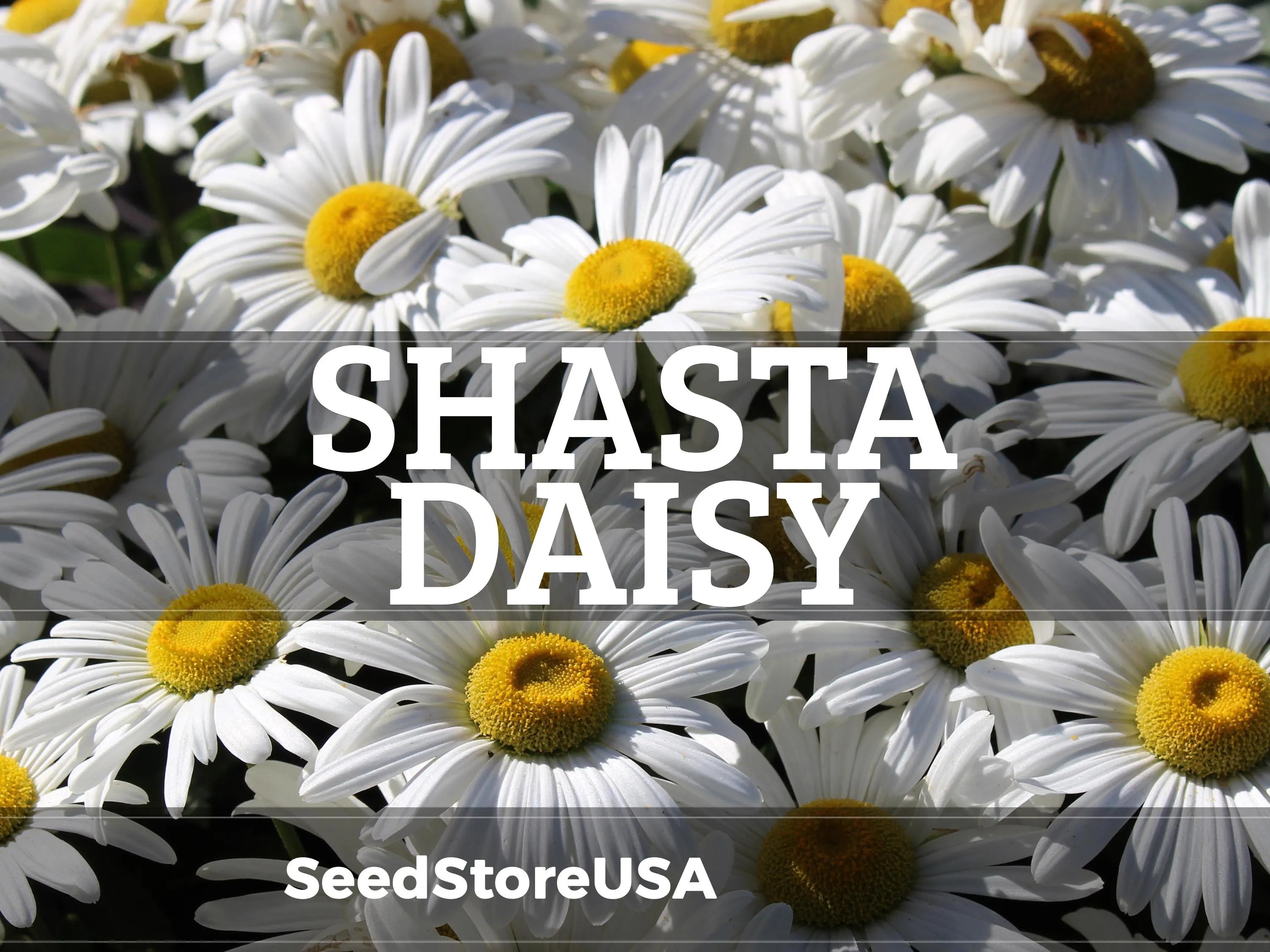 Shasta Daisy Seeds | Chrysanthemum Maximum | Non-GMO | Flower Seeds | Seed Store | 1178(200 Seeds)