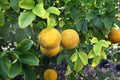 Bitter Orange Organic Seeds (Poncirus trifoliata)(3.20 gms 20 Seeds)