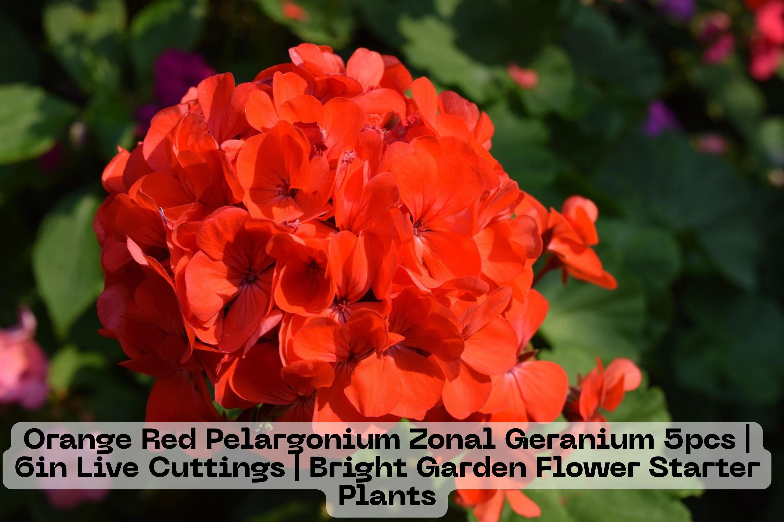 Orange Red Geranium Cuttings - 5 Starter Plants