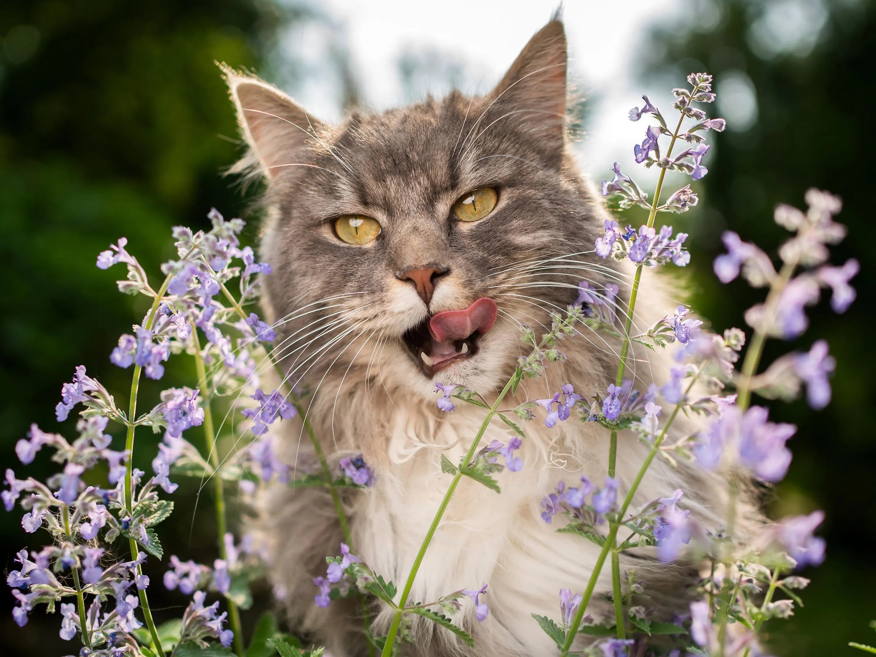 Catnip Seeds | Heirloom - Non-GMO | Nepeta Cataria | Herb Seeds | Seed Store | 1164(2)