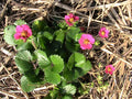 Red Flowering Strawberry Seeds - Everbearing Hanging Basket Variety