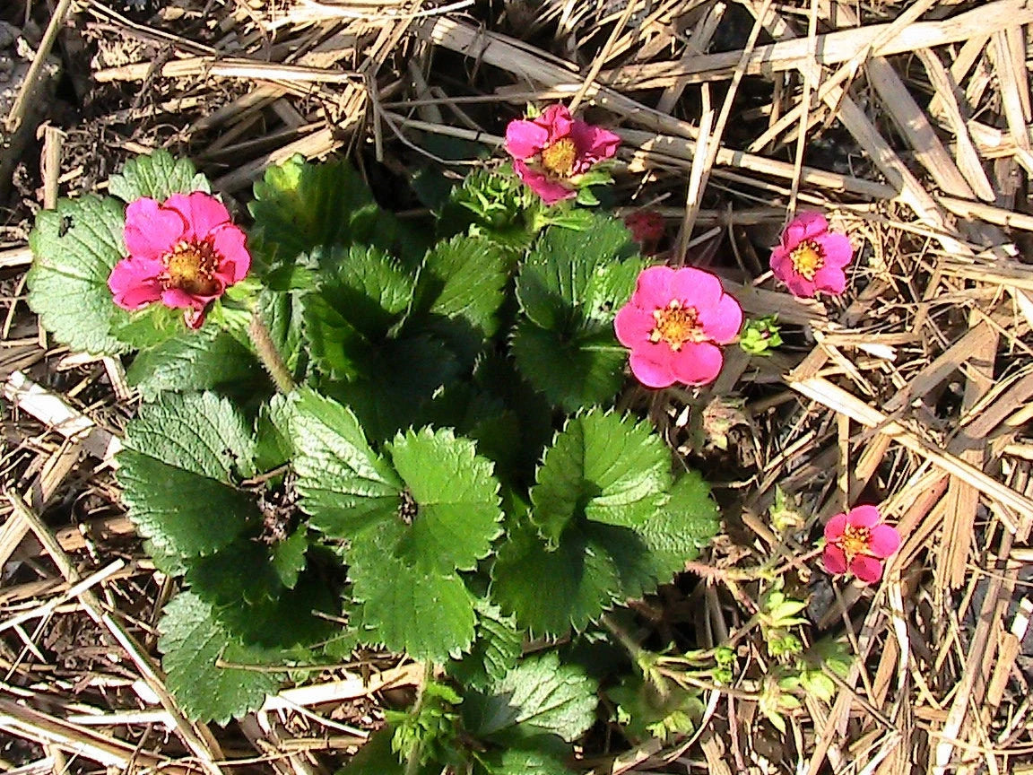 Red Flowering Strawberry Seeds - Everbearing Hanging Basket Variety