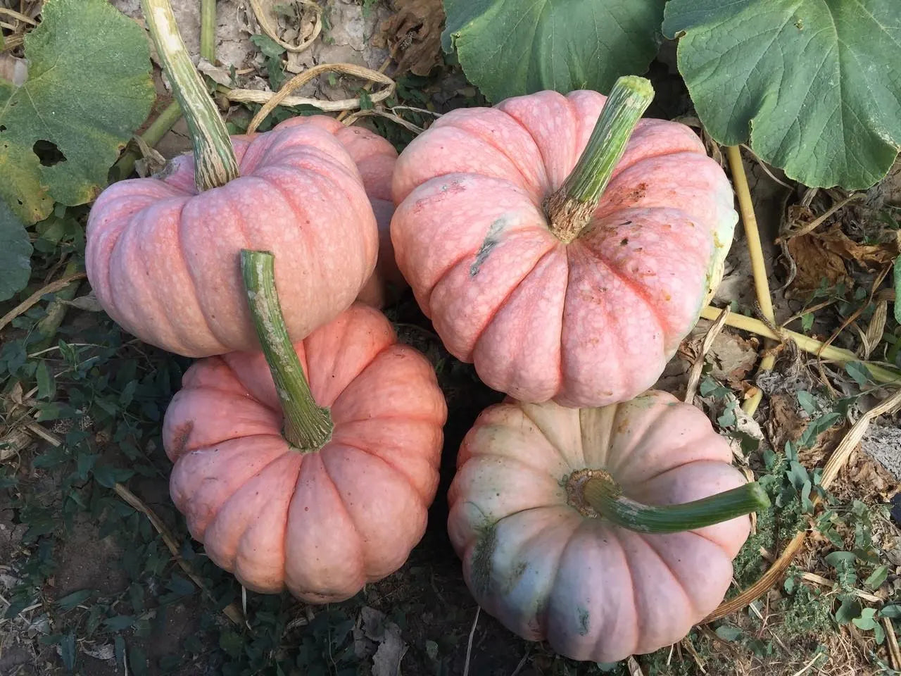 10 Porcelain Princess Pumpkin Seeds. Ships free