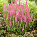 Veronica Pink Goblin - 20 Seeds - Spicata Speedwell - Perennial