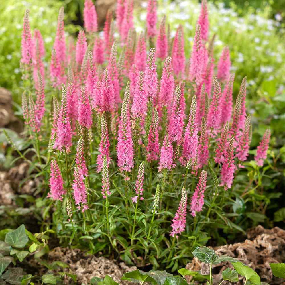 Veronica Pink Goblin - 20 Seeds - Spicata Speedwell - Perennial