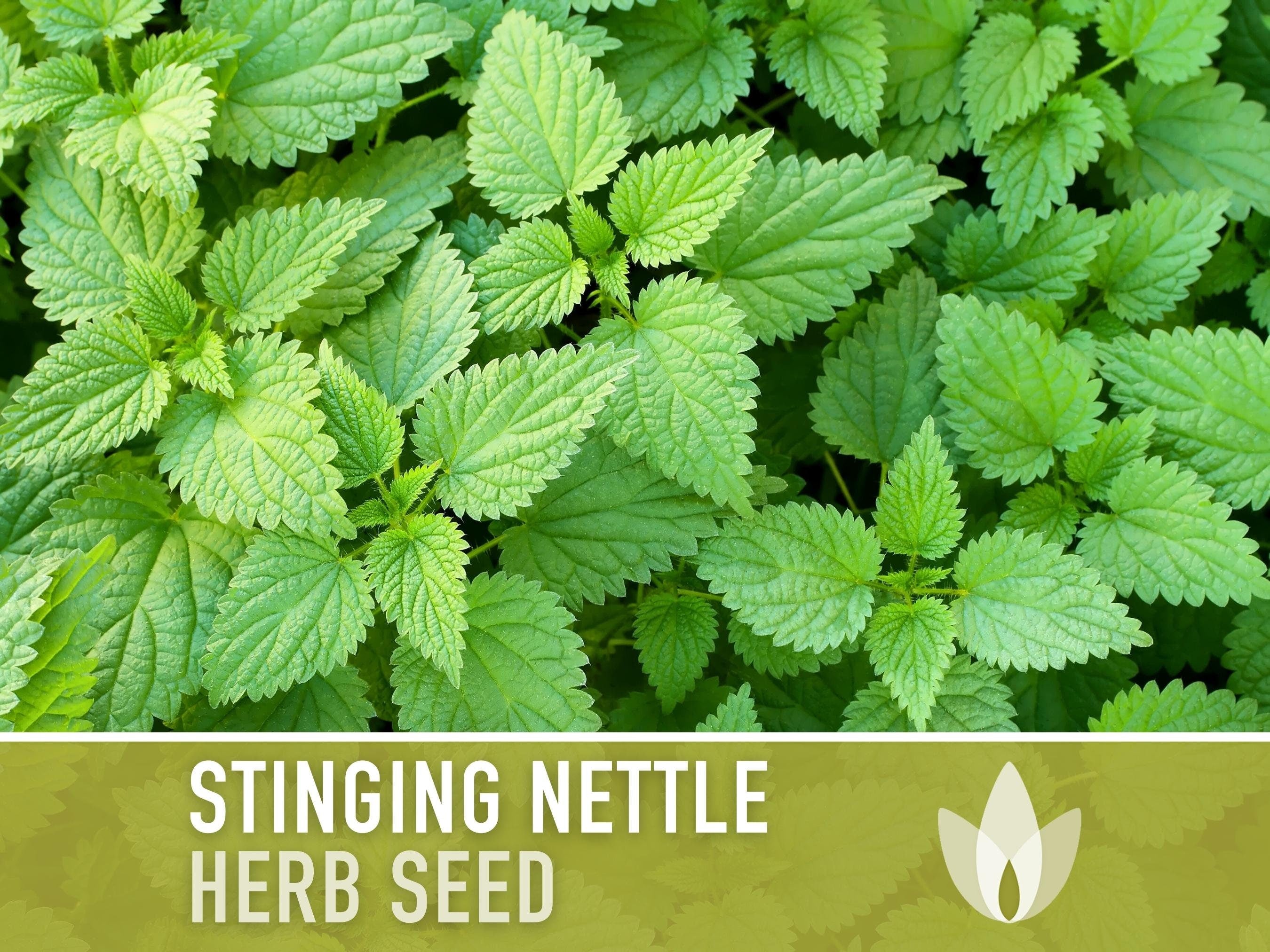 Stinging Nettle Seeds - Heirloom Seeds, Medicinal Herb Seeds, Herbalism, Culinary Herb, Open Pollinated, Non-GMO