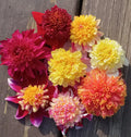 Awesome Anemone dahlia seeds