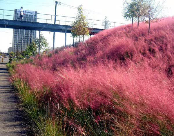 Pink Muhly Grass (Muhlenbergia Capillaris) Seeds(20+ Seeds)
