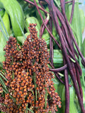 Sorghum - Honey Drip Seeds