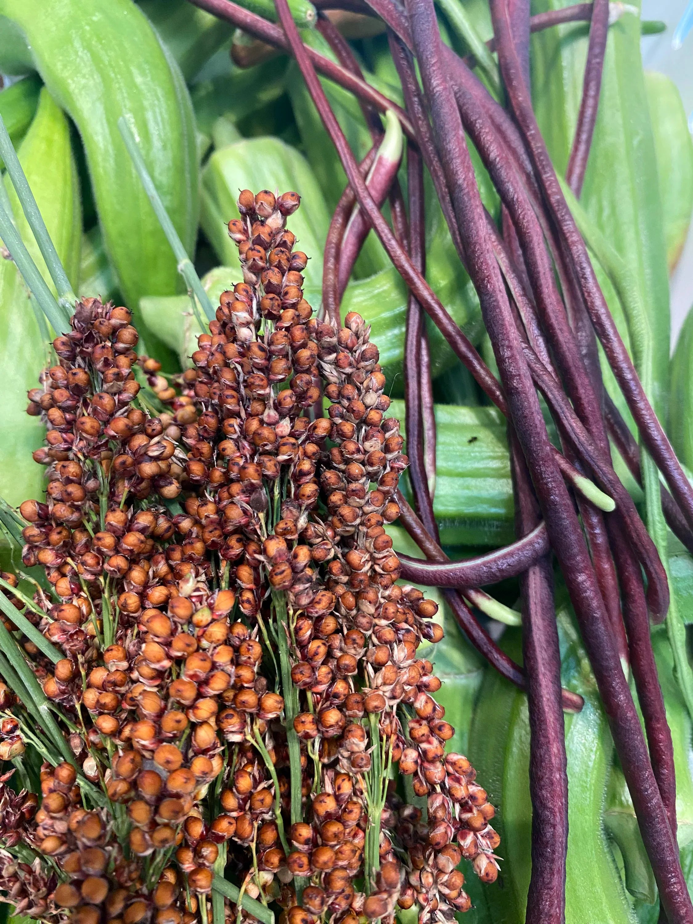 Sorghum - Honey Drip Seeds