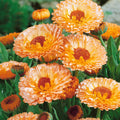 4/20/40s|Pink Surprise Calendula Seeds -Perennial -Authentic Seeds-Flowers -Organic. Non GMO -Vegetable Seeds-Mix Seeds for Plant(4 Seeds)