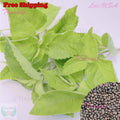 Holy Basil Green Leaf, Green Thai Basil, Tulsi Basil SEEDS | NON-GMO, Organic | Treevales(250 Seeds)