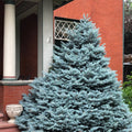 Blue Spruce Tree (Picea Pungens Glauca) Seeds(20 Seeds)