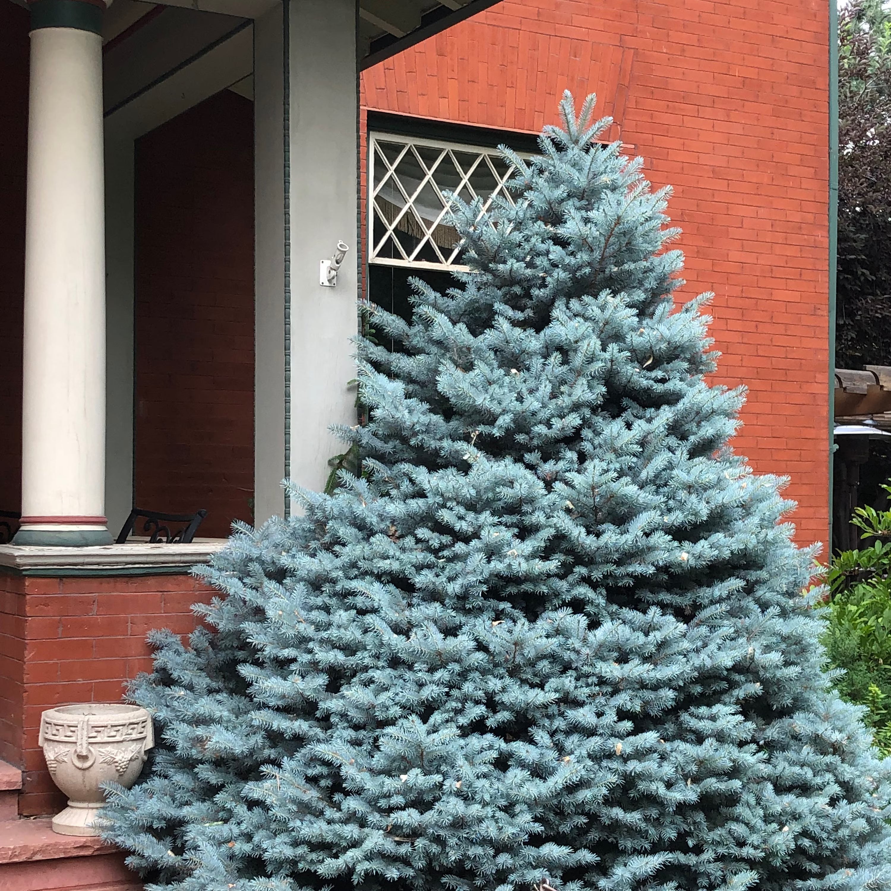 Blue Spruce Tree (Picea Pungens Glauca) Seeds(20 Seeds)