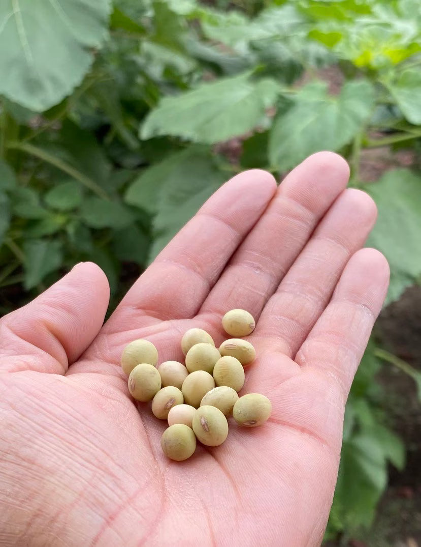 Chiba Green Edamame Seeds